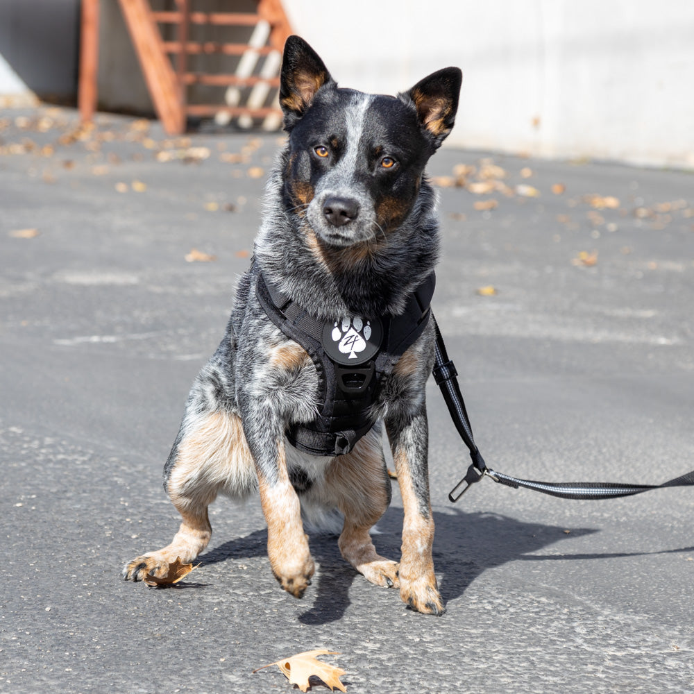 K9 Tactical Training Harness Leash Set For Smalllarge Dogs ▻   ▻ Free Shipping ▻ Up to 70% OFF