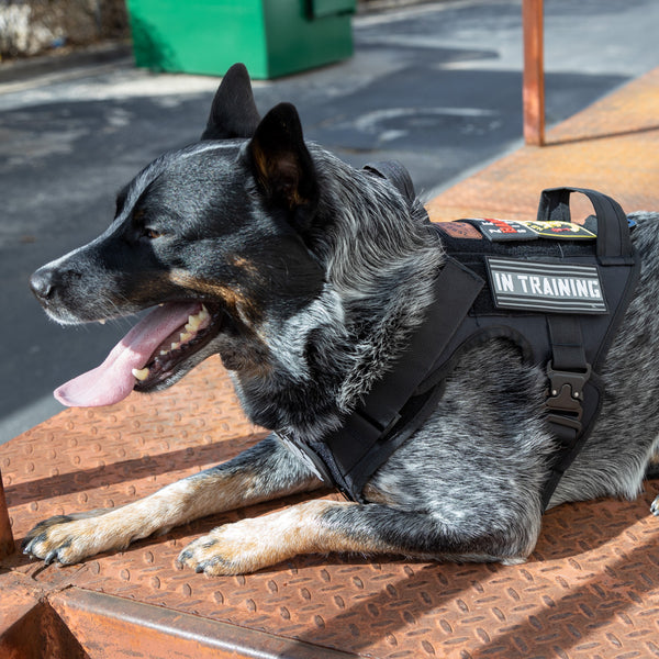In Training Patch