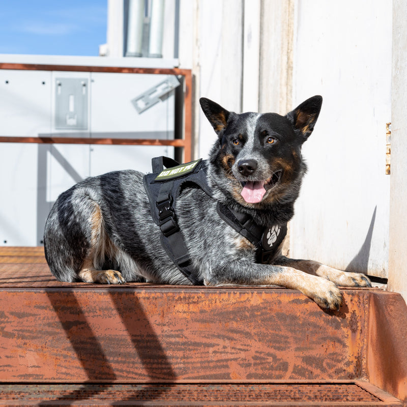 K9 Tac Harness ZERO FOXTROT