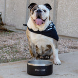 Dog Bowl
