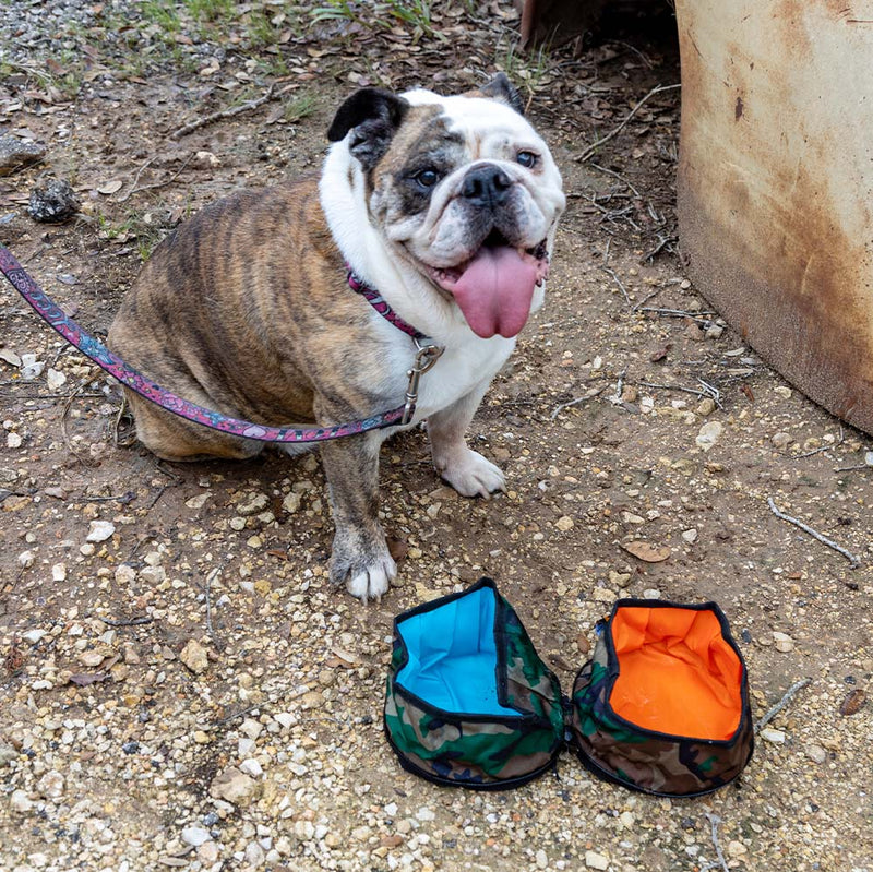 Travel Pet Bowl